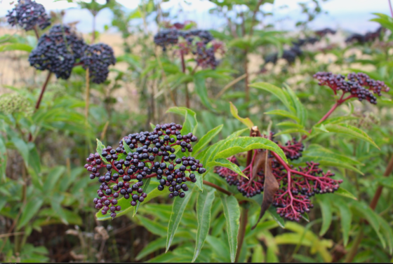 Screen Shot 2013-09-11 at 5.28.53 AM